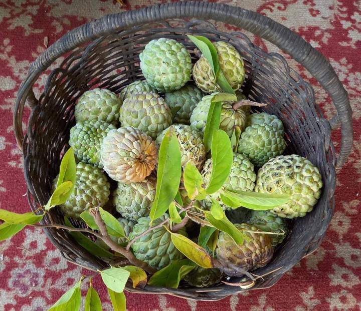 Pommes cannelles Guadeloupe
